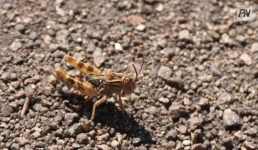 Площадь почти в два Павлодара обезопасят от саранчи