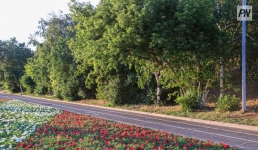 В Павлодаре за месяц высадили более тысячи саженцев