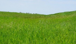 Какой урожай ждут в главной житнице Павлодарской области