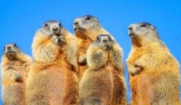 В Павлодарской области разрешат охоту на сурков