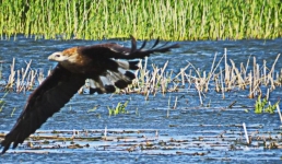 Павлодарский фотограф случайно заснял краснокнижную птицу