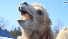 Ночная «прогулка» полицейского с верблюдом в Павлодаре попала на камеру