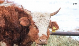 Животные в Павлодарской области пройдут миллион исследований