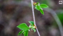 Кратковременный дождь пройдет в Павлодарской области 29 июня