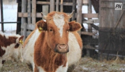 В Павлодарской области подсчитали сельхозживотных