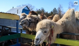 В несколько раз увеличилось поголовье павлодарских верблюдов