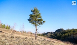 Специалисты павлодарского заповедника проверили Шалдайский лес