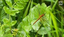 Туман и дождь прогнозируют 23 июля в Павлодарской области