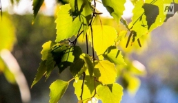 Жарко и без осадков прогнозируют 29 июля в Павлодарской области