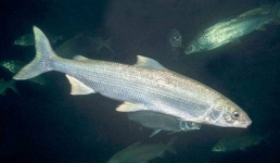 Нельма Павлодарского Прииртышья послужит науке