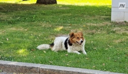 В Павлодаре покажут красоту уличных собак