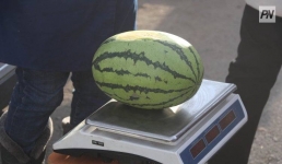 Павлодарская область вошла в топ-6 регионов по площадям бахчевых