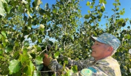 Павлодарские лесоводы приступили к зимним заготовкам
