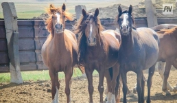 Где в Павлодарской области проведут пилотную сельскохозяйственная перепись