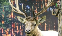 В Павлодаре определили сроки охоты на диких животных и птиц