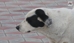 В Павлодаре оштрафовали владельца алабая, гулявшего без намордника