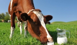 Какие павлодарские молочные хозяйства вошли в ТОП-10 Казахстана