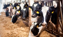 На павлодарской ферме доить коров будут роботы