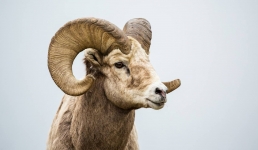 В Павлодарской области растет численность редкого животного