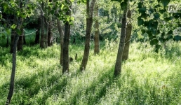 Жителей Павлодарского района наказали за выпас скота в пойме Иртыша