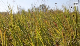 В два раза увеличили льготное кредитование павлодарских фермеров