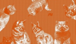 Рыжие проказники: что думают павлодарцы о солнечных котах