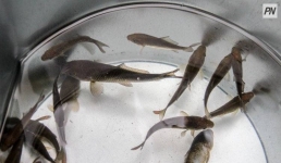 Павлодарские полицейские изъяли у браконьеров свыше 15 тонн рыбы