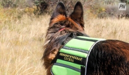 Павлодарская розыскная собака обнаружила схрон с наркотиками