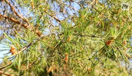 На большей части Павлодарской области 21 сентября ожидается дождь