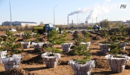 В Павлодарской школе высадили ели