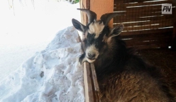 В Канаде козла наградили за участие в полумарафоне