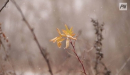 Туманно будет в Павлодарской области 8 октября