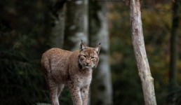 Павлодарские лесники засняли на камеру дикого зверя