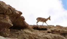 Эксперт рассказал, как сохранить популяцию краснокнижного джейрана