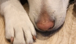 В США создали кроксы для собак