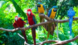 В Аргентине попугаи оставили без электричества город