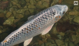 В баянаульские озера впервые выпустят белого амура