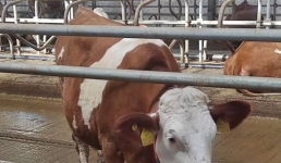 Павлодарским фермерам выдадут субсидии