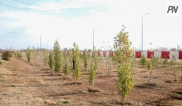 На нескольких улицах Павлодара омолодят деревья