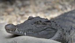 Аллигатор на матраце повеселил жителей США