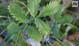 Небольшой дождь ожидают в Павлодарской области 24 октября