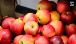 Смогут ли павлодарцы попробовать яблоки из Мадагаскара