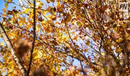 Теплым и дождливым ожидается 25 октября в Павлодарской области