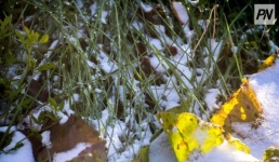 Дождь со снегом пройдет в Павлодарской области 30 октября