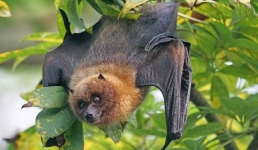 В США оценили красоту летучих мышей