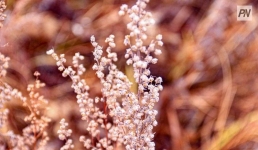 Низовая метель и плюсовая температура: погода в Павлодарской области 4 ноября