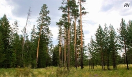 В павлодарском лесничестве выявили нарушения