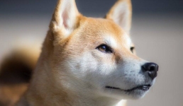 Японским собакам вернули сияющий оскал