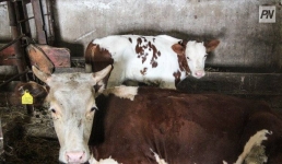 В Павлодарском районе пропавший скот вернули владельцу