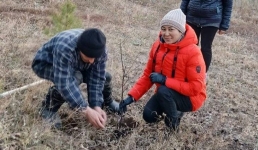 В павлодарских лесах высадили белую березу